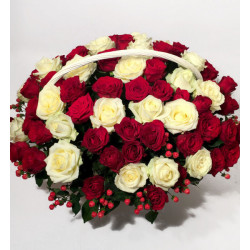 Big flower of white and red roses