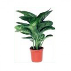 Dieffenbachia Tropic
