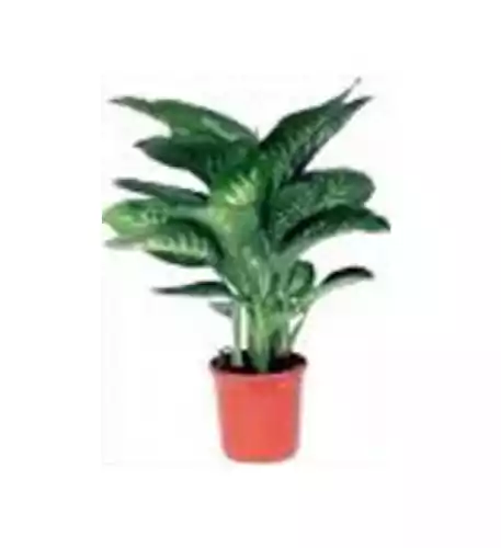Dieffenbachia Tropic