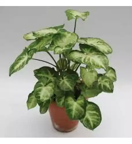 Singonium Green Silver