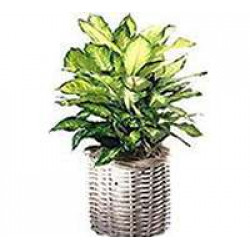 Dieffenbachia Mariana