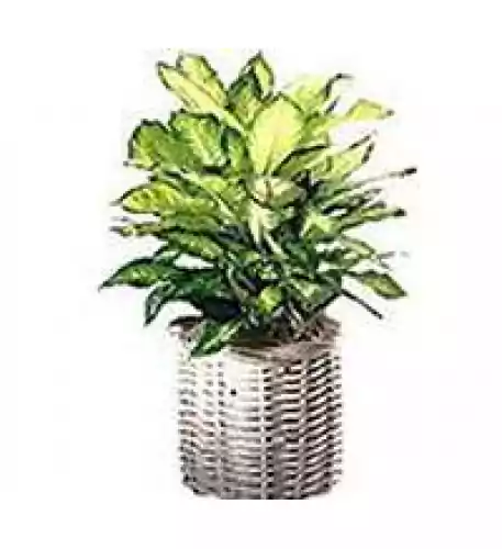 Dieffenbachia Mariana Dieffenbachia Mariana