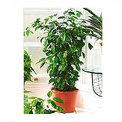 Medium Ficus