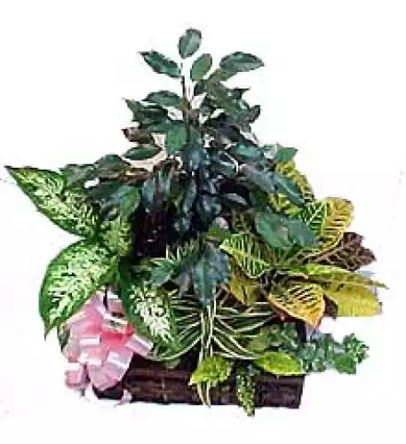 Medium Plants Set Medium Plants Set