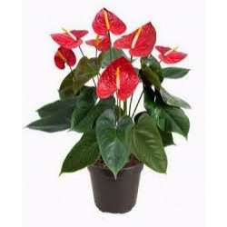 Anthurium