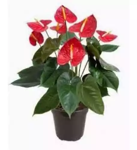 Anthurium