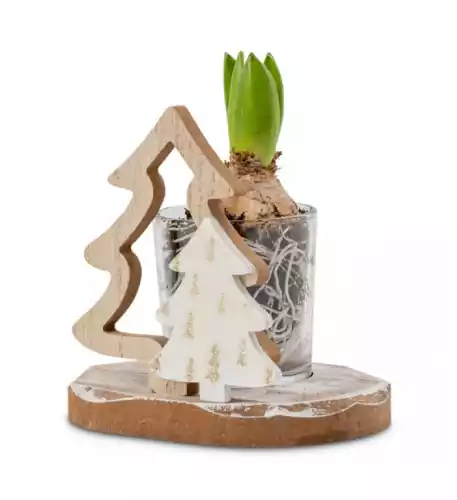  Hyacinth | Wintergreen in wood