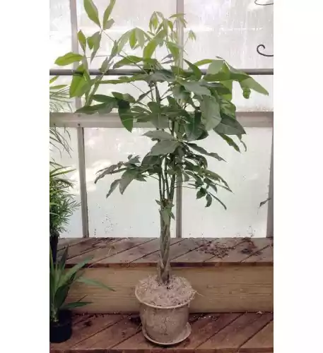 Money Tree