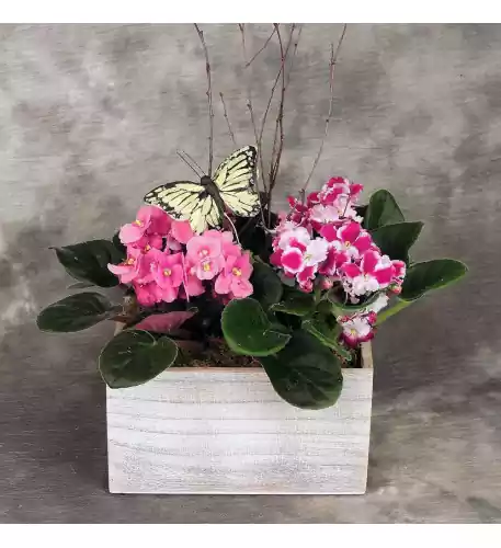 African Violet Surprise