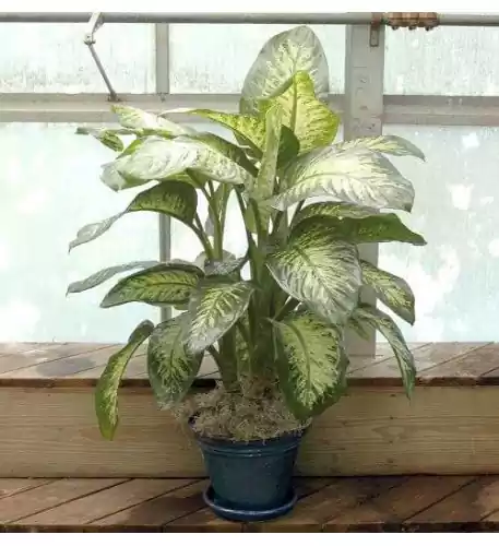 Dieffenbachia Plant in Ceramic Pot