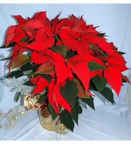 Huge Poinsettia Huge Poinsettia